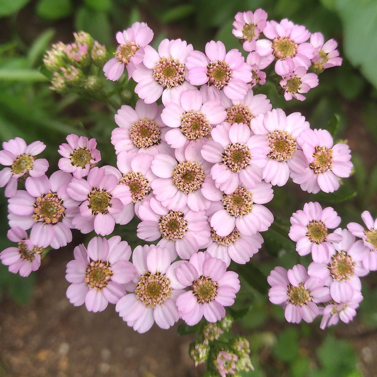 Achillea camtschatica SIBERIAN YARROW 'LOVE PARADE' – Ferri Seeds