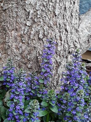 Ajuga &#039;Jungle Beauty&#039;