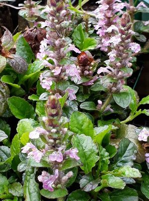 Ajuga - Pink