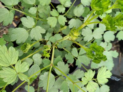 Thalictrum aquilegiafolium