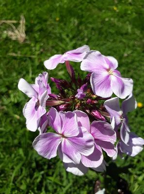 Phlox paniculata &#039;Lilac&#039;