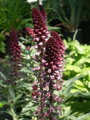 Lysimachia Beaujolias