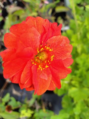 Geum &#039;Blazing Sunset&#039;