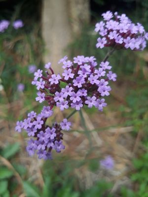 Verbena bonariensis