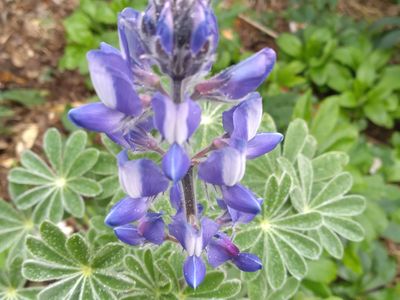 Lupin hirsutus