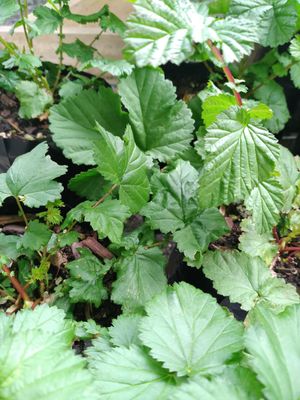Filipendula ulmaria
