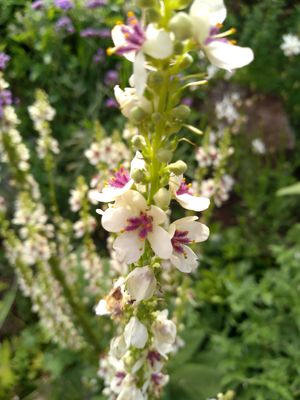 Verbascum chaixii