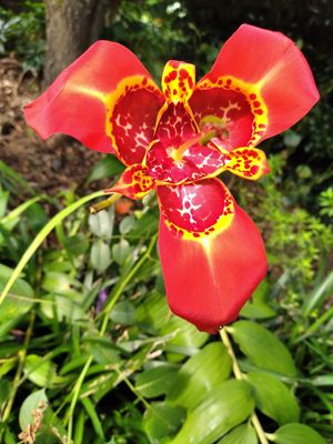 Tigridia pavonia - Red