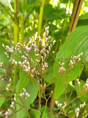 Limonium latifolium