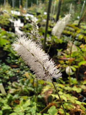 Actaea racemosa