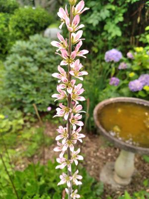 Francoa sonchifolia