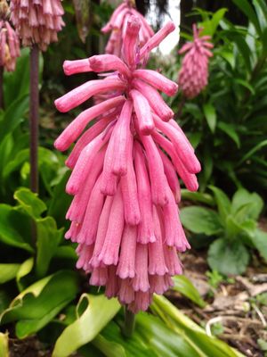 Veltheimia bracteata