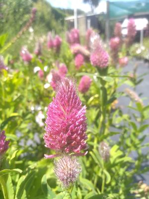 Trifolium rubens