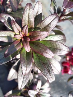 Antirrhinum &#039;Black Prince&#039;