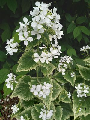Lunaria &#039;Alba Variagata&#039;