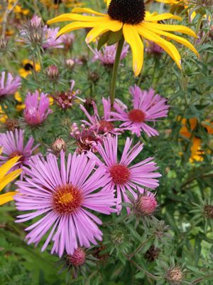 Aster novae-angliae