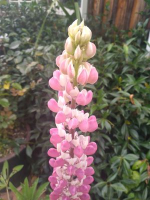 Lupin &lsquo;Gallery Pink-White&rsquo;