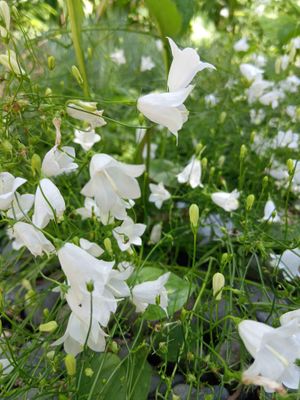 Campanula &lsquo;White Gem&rsquo;