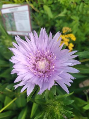 Stokesia &#039;Blue Star&#039;