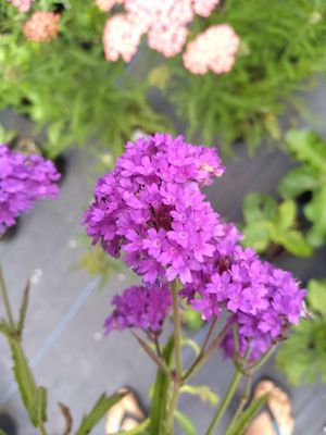 Verbena rigida