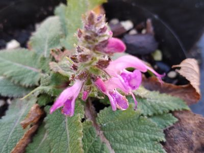 Salvia &#039;Rose Rhapsody&#039;