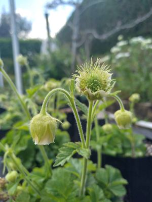 Geum &#039;Alba&#039;