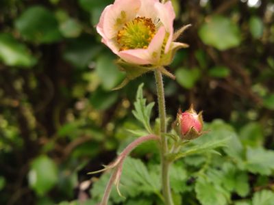 Geum &#039;Jess&#039;