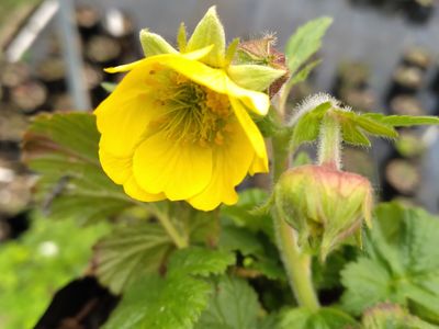 Geum &#039;Lemon Drop&#039;