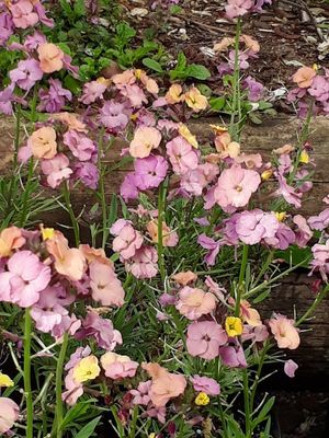 Erysimum &#039;Pastel Patchwork&#039;