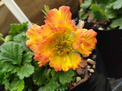 Geum &#039;Can Can&#039;