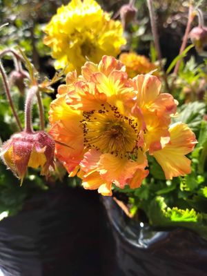 Geum 'Can Can'