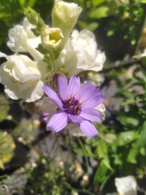 Catananche caerulea