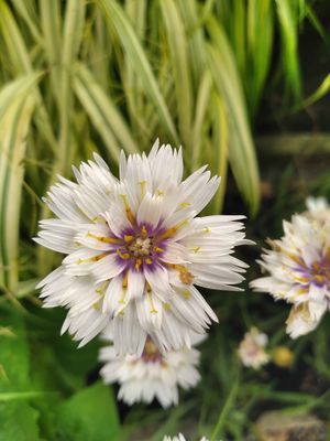 Catananche &#039;Alba&#039;