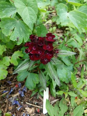 Dianthus &#039;Sooty&#039;