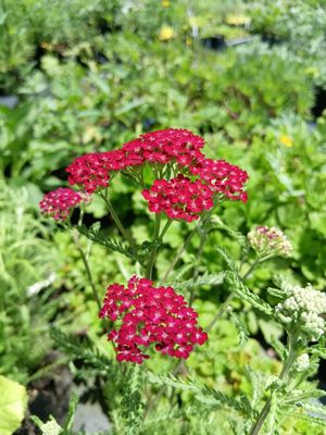 Achillea &#039;Summer Wine&#039;