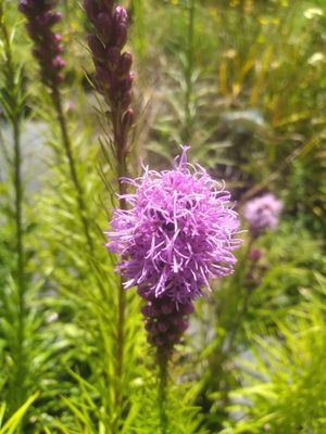 Liatris &#039;Floristan Violet&#039;