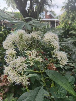 Eupatorium &#039;Ivory Towers&#039;