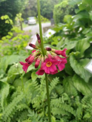 Primula anisodora