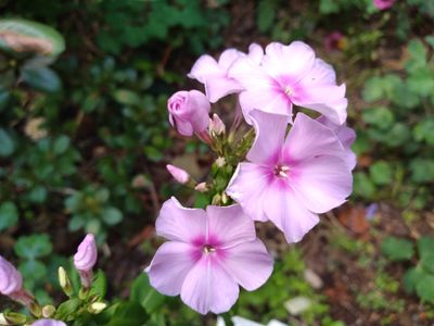 Phlox &#039;Summer Cloud&#039;