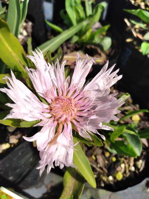 Stokesia &#039;White Star&#039;