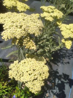 Achillea &lsquo;Anthea&rsquo;