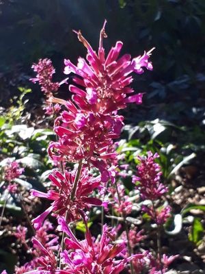 Agastache &#039;Bolero&#039;