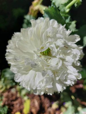 Papaver &#039;Double Cream&#039;