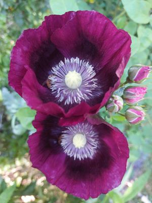 Papaver &#039;Lauren&#039;s Grape&#039;