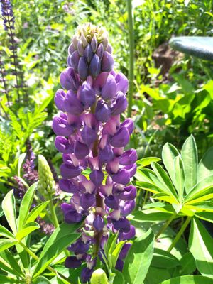 Lupin &#039;Gallery Blue&#039;