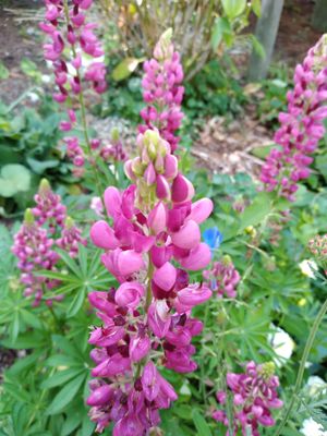 Lupin &#039;Gallery Red&#039;