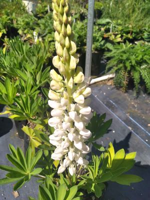 Lupin &#039;Gallery White&#039;