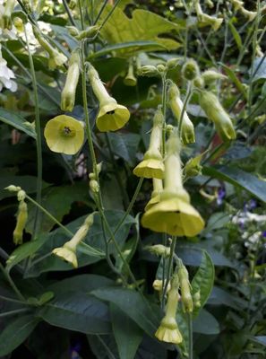 Nicotiana langsdorfii