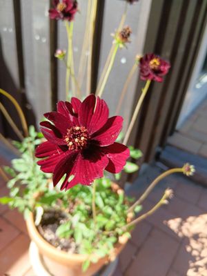 Cosmos &#039;Black Magic&#039;