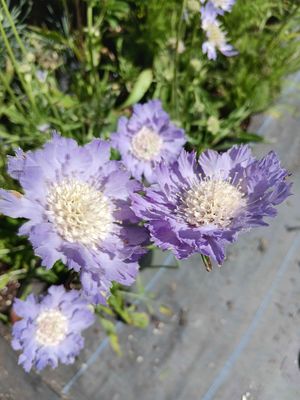 Scabiosa &#039;Perfecta Blue&#039;